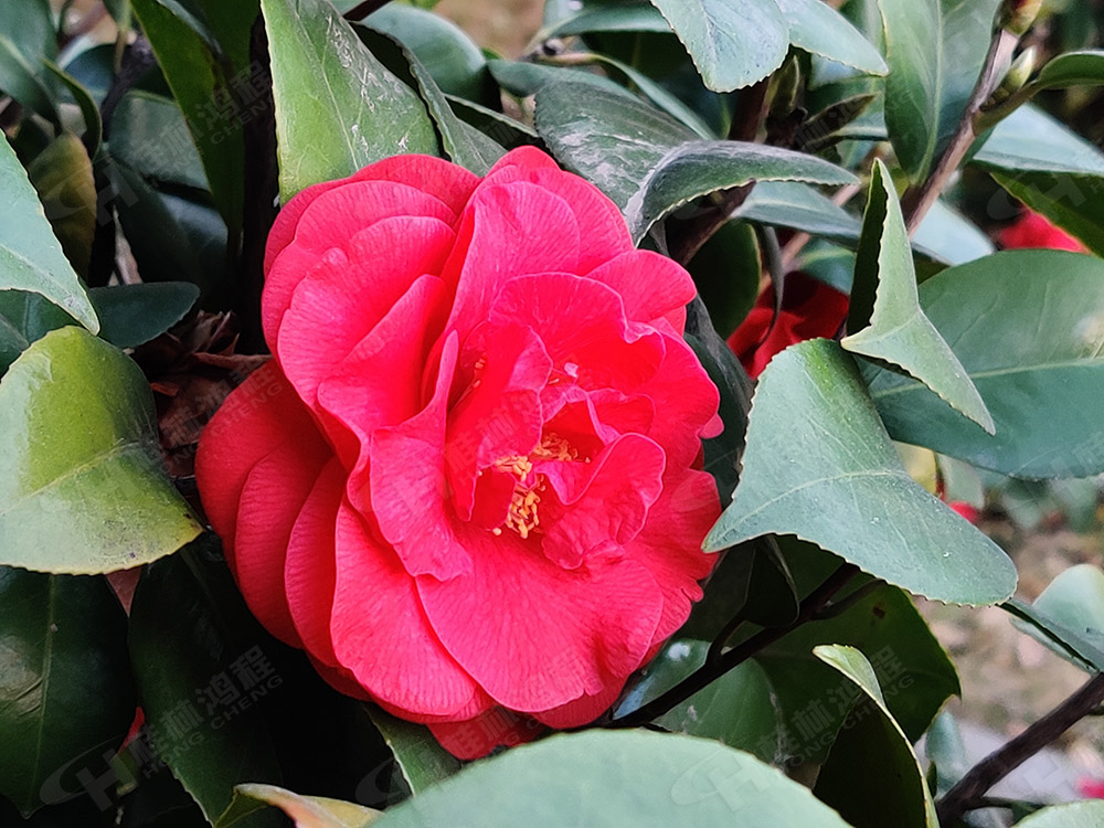桂林鴻程花團錦簇，滿園春色，邀您一起共賞春景，共商大計！